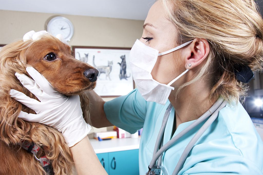 Инновационные методы диагностики и лечения в ветеринарной медицине