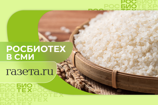 Эксперт РОСБИОТЕХа рассказал, когда отварной рис становится опасным для здоровья
