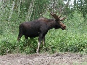 Elk-Island-Park-Moose-13